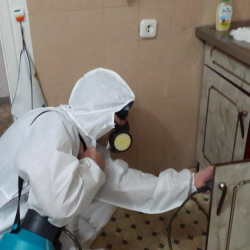 Дезинфекция от муравьев в квартире в Миллерово